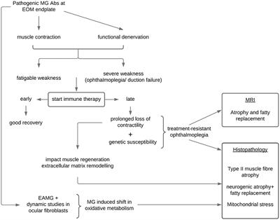 The Epidemiology and Phenotypes of Ocular Manifestations in Childhood and Juvenile Myasthenia Gravis: A Review